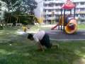 videos de Free Running ScrewDance