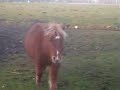 floortje lotte