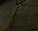 videos de un guille q rebota es un guille feliz