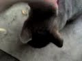 �lan Nuzzling