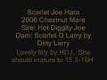 Scarlet Joe Hara..2006 Chestnut Filly by Hot Diggity Joe