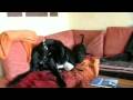Doggen-Fun by Uncle Tom