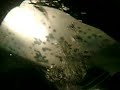 Hawaii Big Island Manta Ray Night Dive VI