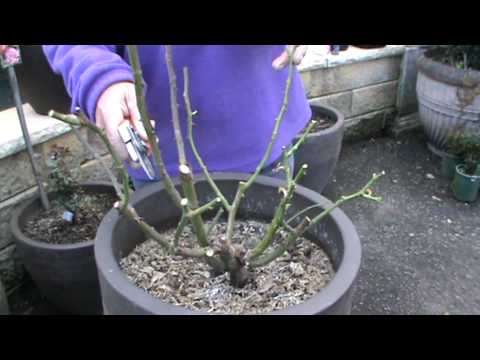 how to replant a rose bush
