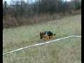 videos de Vanda vom Haus Boywonis-12 mount's