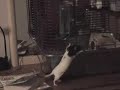Betty The Rat Jumps! Betty The Rat Jumps!