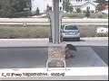 Dumb dude at the gas station