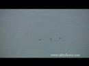 Tailing Red Fish by Apollobeachsam with Captain Lemmon