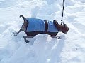 carbonne � la neige