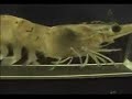 Shrimp running on a treadmill Shrimp running on a treadmill