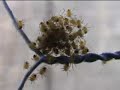 Spiderlings Spiderlings