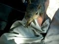 squirrel lap dance