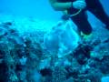 Frog Fish Swimming In The Maldives