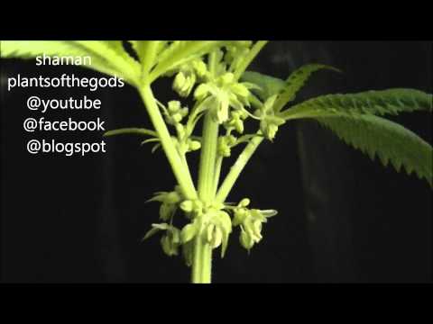 how to collect pollen cannabis