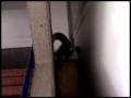 First Video Of Daer [April/05]