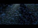70 Million Sharks 70 Million Sharks