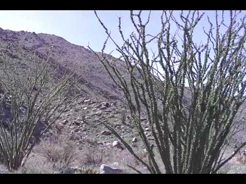 how to transplant ocotillo