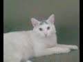 he visto otro lindo gatito