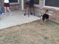 dogball