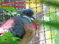 Exotic & Fancy Birds - Exotic&fancy Birds