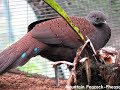 Exotic & Fancy Birds