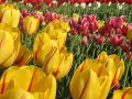 Tulip Garden, Kashmir