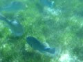 Parrot Fish & Snapper feeding in seagrass meadow