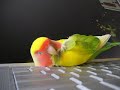Squeeky Sleeping Squeeky Sleeping