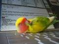 Squeeky Sleeping