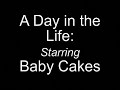 the epic tale of a day in the life of baby cakes