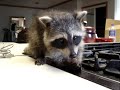 Raccoon meets caramel!! super cute (animal lovers)