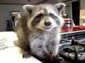 Raccoon meets caramel!! super cute (animal lovers)