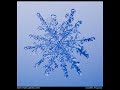 Snow Haiku