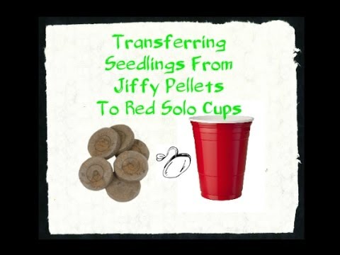 how to transplant jiffy pellets