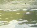 le saut du pond 2.3gp