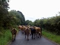 homefarm beasts n way back 2 field after getting de-horned