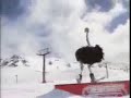Ostrich Skiing