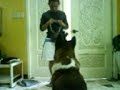Talkative Doggy