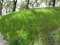 Heilmann Park Walk #3b
