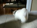 Papillon