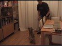 Fraggle Training Fraggle Training
