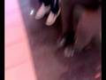 videos de esemplari di filonari a megalò(francesco,andrea,ergen)