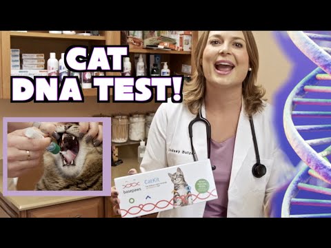 Cat DNA Test! | Basepaws Cat DNA and Genetic Test kit