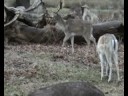 In the wood