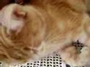 hanhoecat