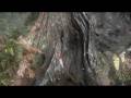 videos de Olympic National Parks, Washington, USA - November 2008