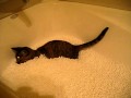 The cat vs. beanbag filling