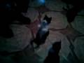 Funny cats ( crazy cats) pisici amuzante si nebune :)))
