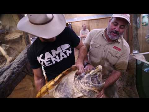 YouTube reptile video