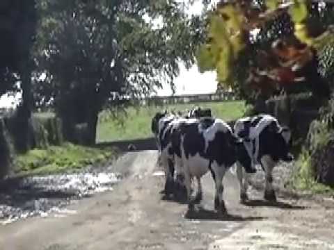 sheep milk